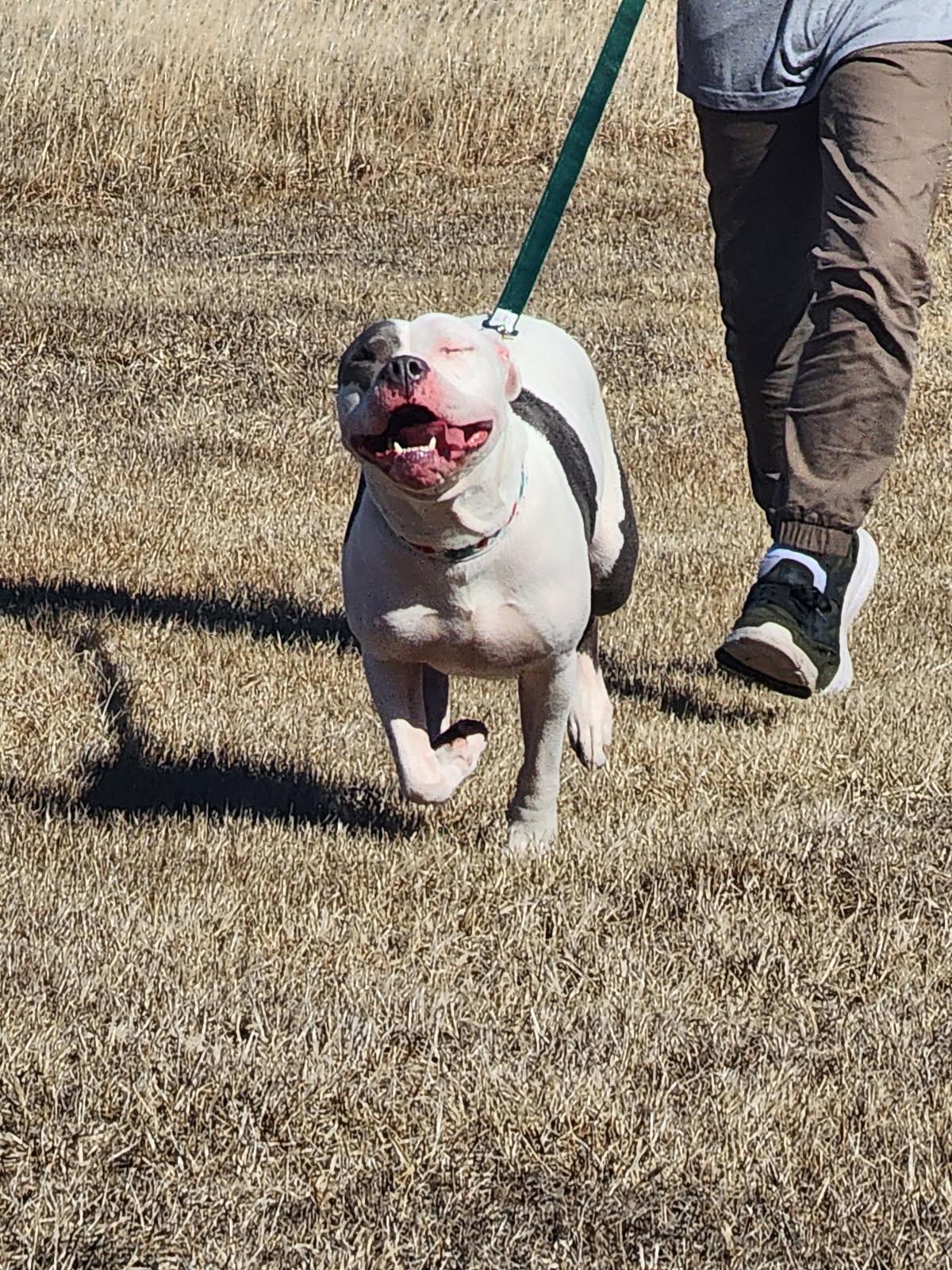 Enlarge Hope, a Adopted American Bulldog in North Grosvenordale, CT image 2/5