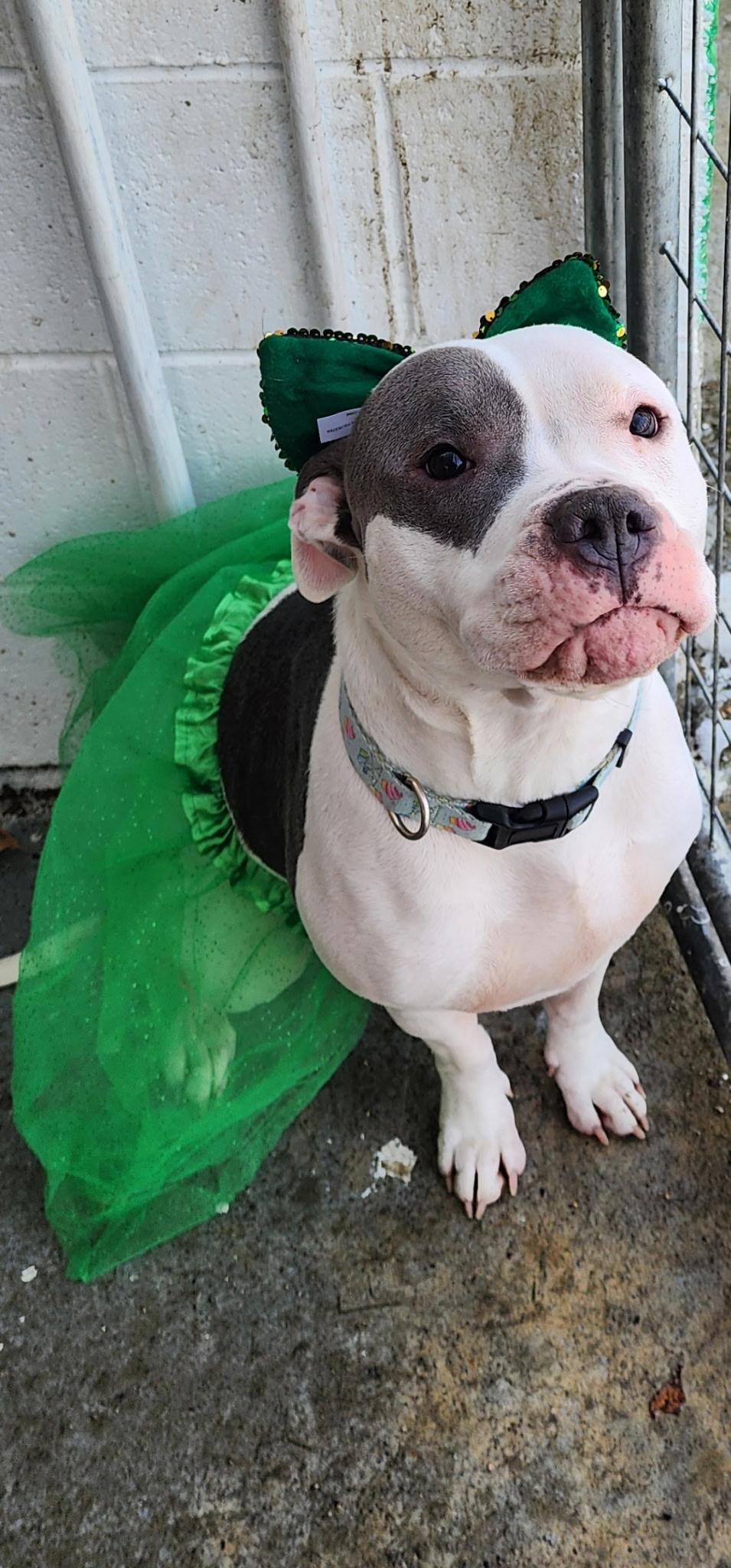 Enlarge Hope, a Adopted American Bulldog in North Grosvenordale, CT image 4/5