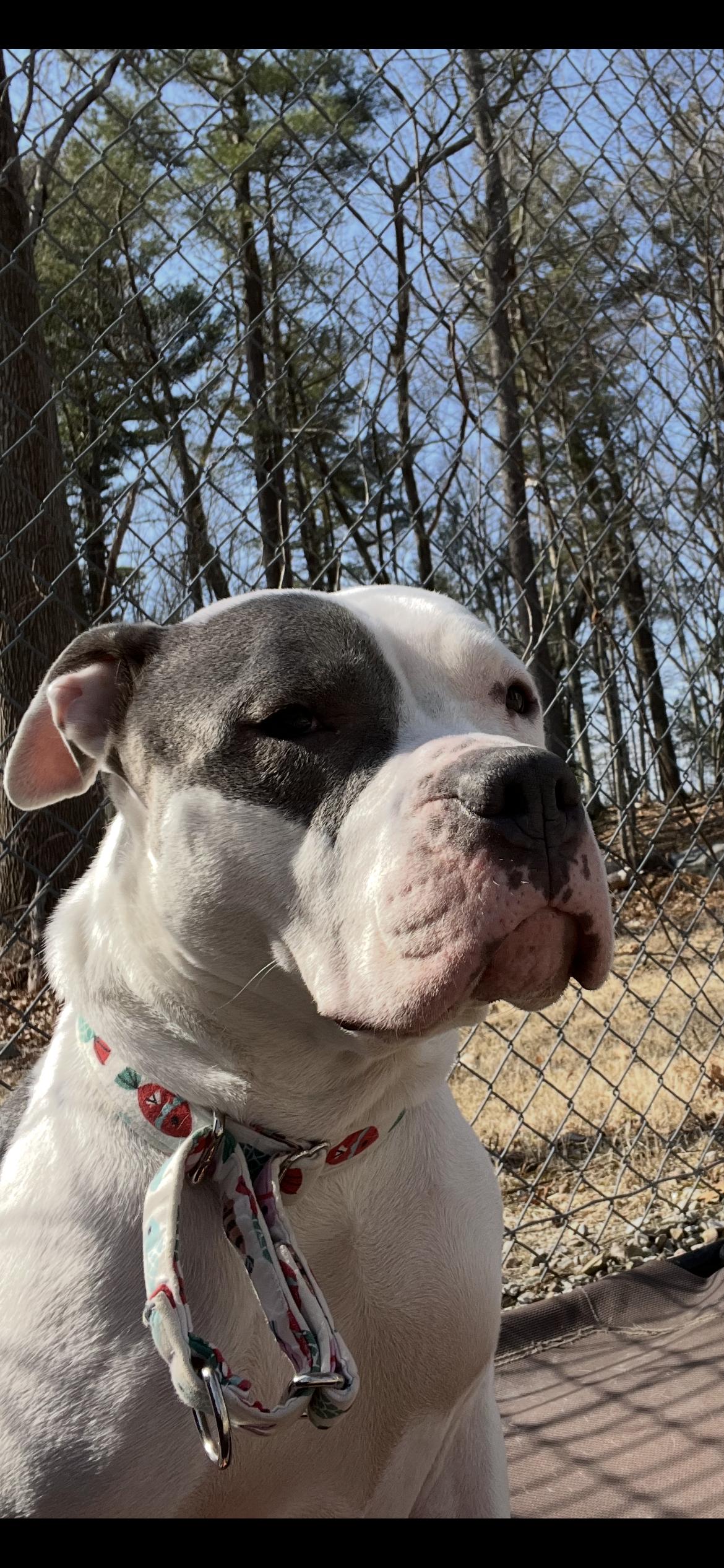 Enlarge Hope, a Adopted American Bulldog in North Grosvenordale, CT image 1/5
