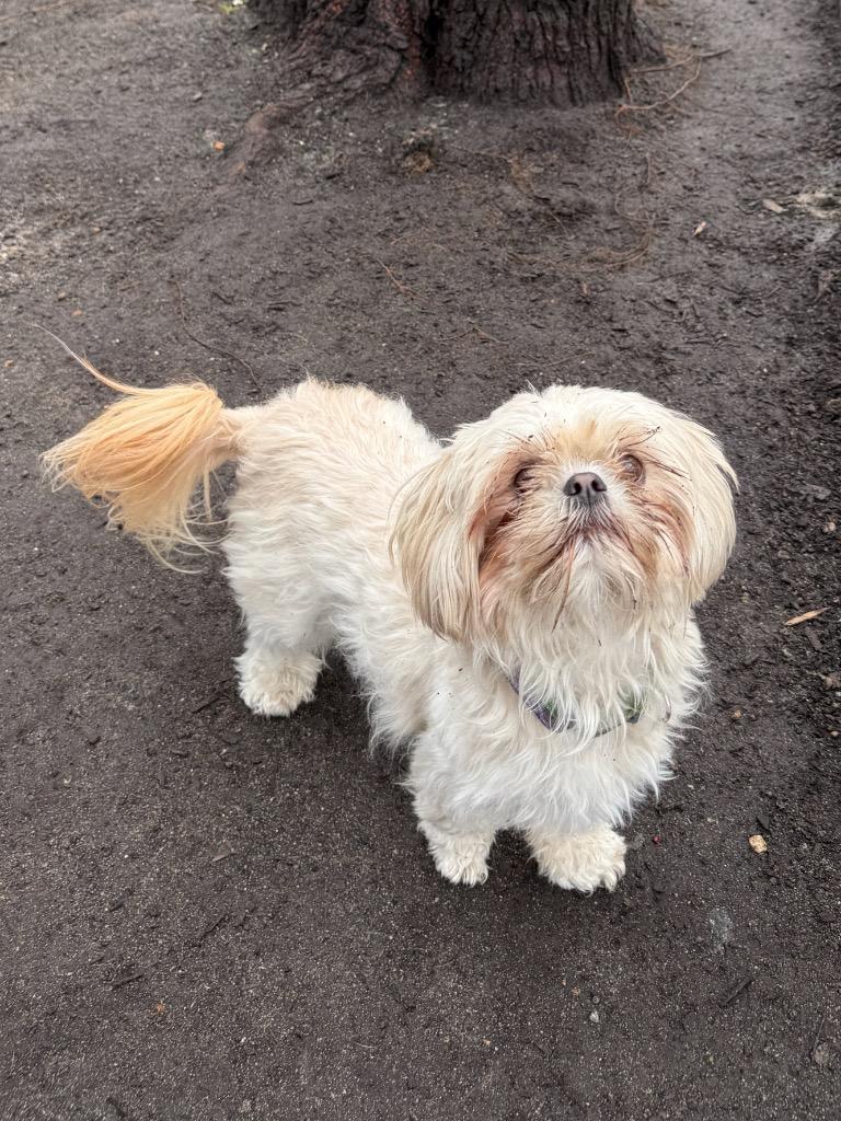 Enlarge Honey Bun, a Adoptable Shih Tzu in Hampton, VA image 1/1