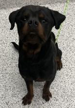 Enlarge Knox, a Adoptable Rottweiler in Hillsboro, NH image 1/2