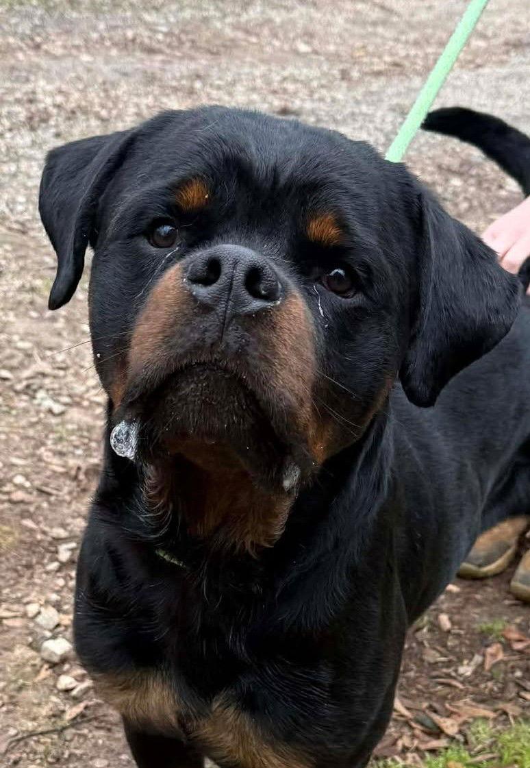 Enlarge Knox, a Adoptable Rottweiler in Hillsboro, NH image 2/2