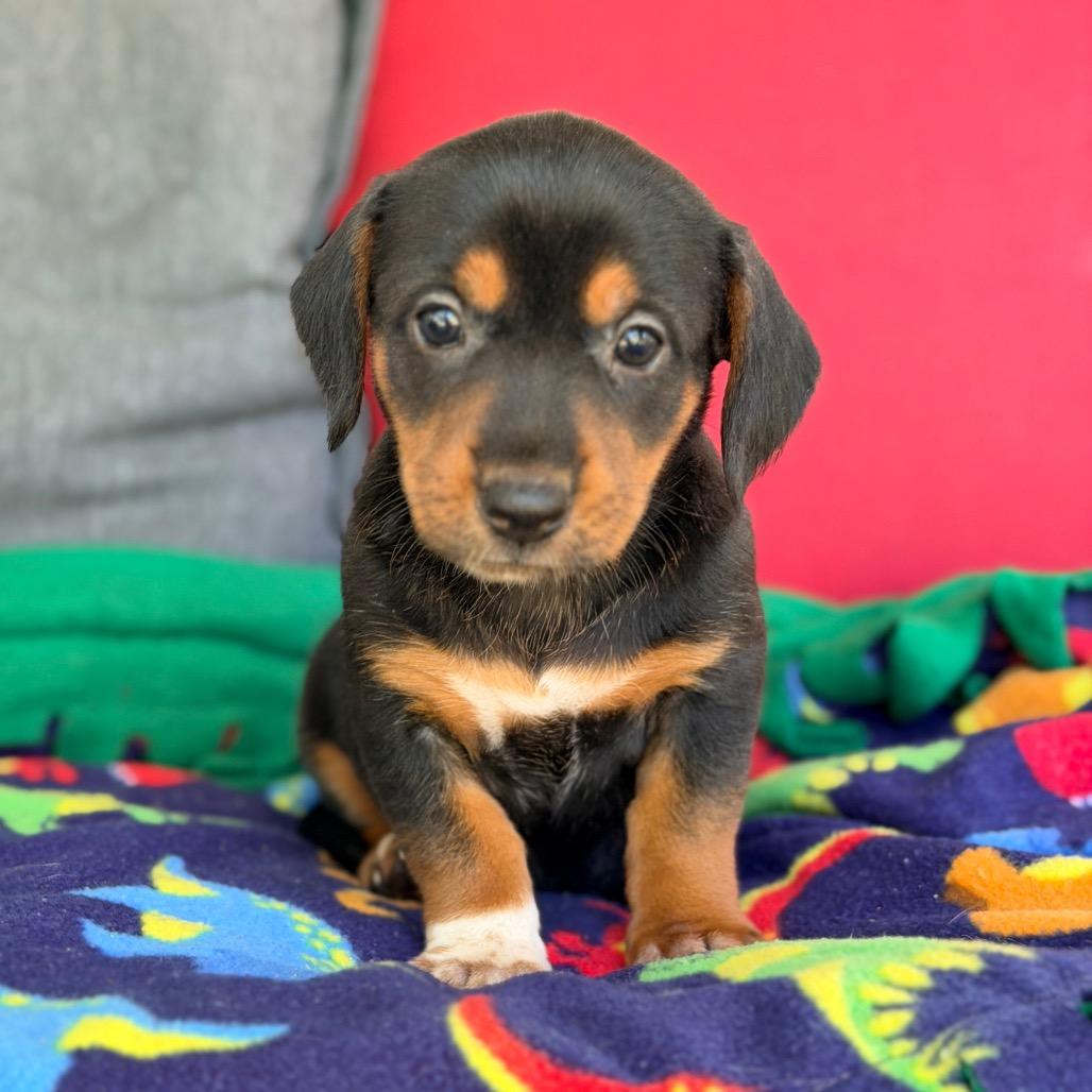 Adeline, Adopted, Puppy Female Mixed Breed.