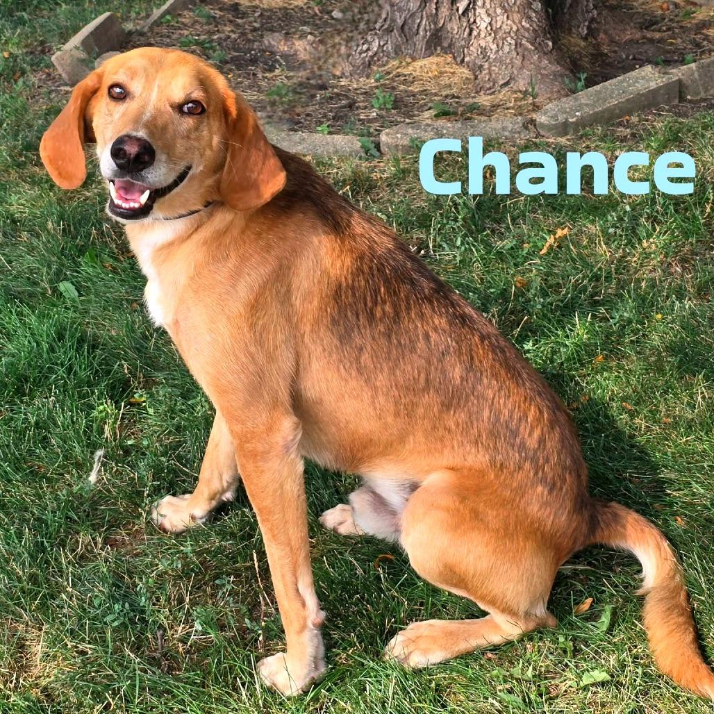 Chance, Adoptable, Senior Male Mixed Breed.