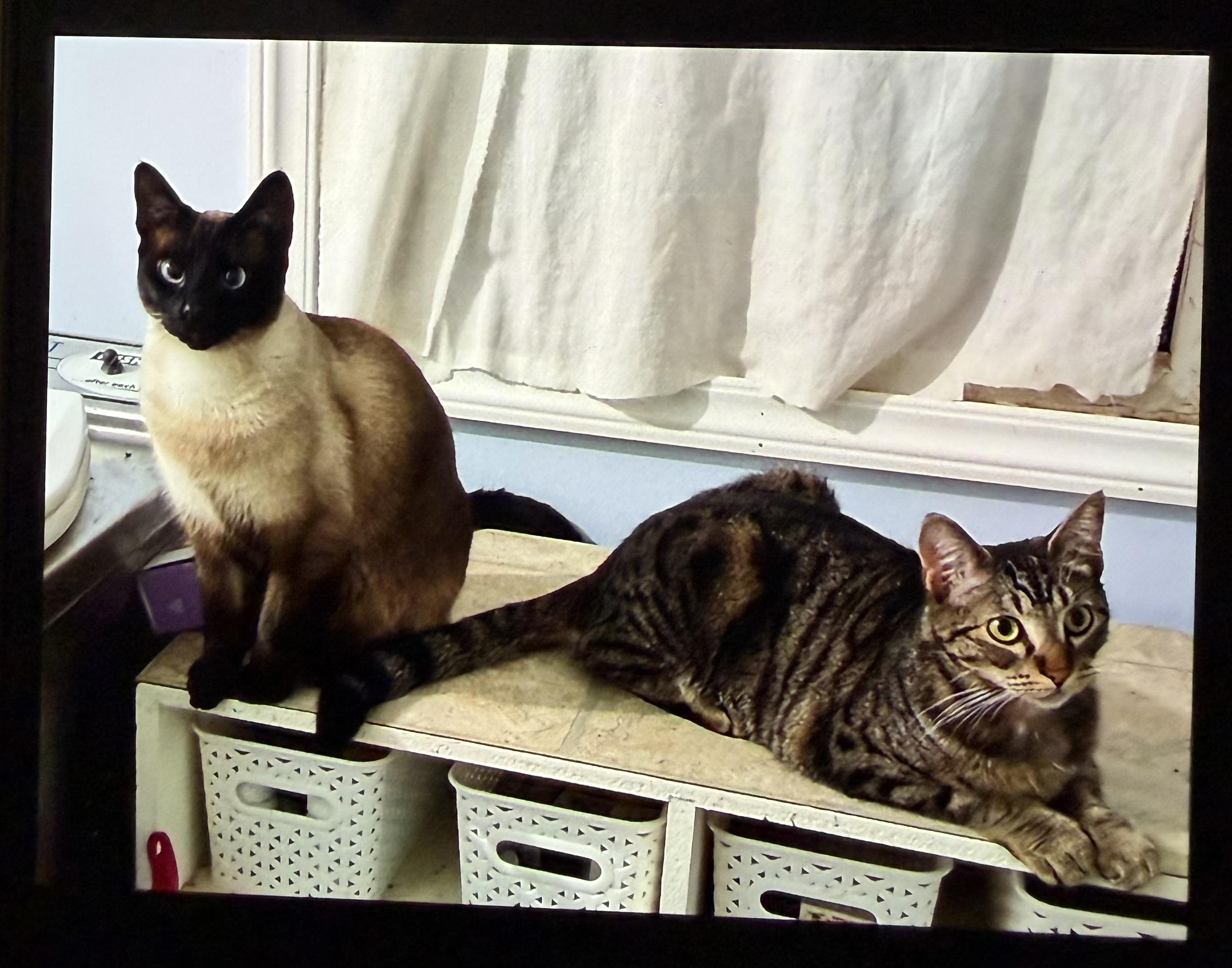 Sisters - Foster to adopt, ADOPTABLE, Young Female Domestic Short Hair.