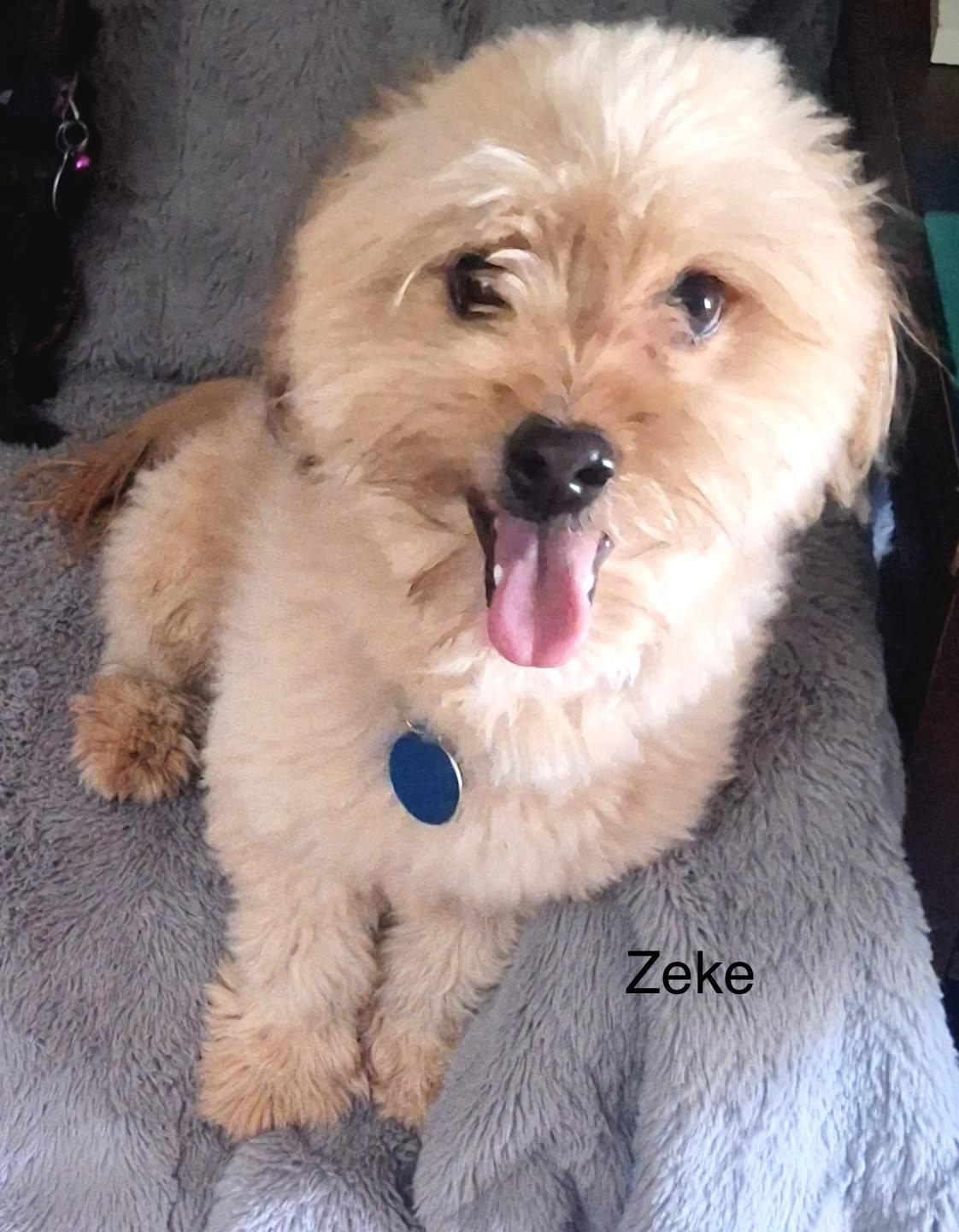 Enlarge Zeke, a Adopted Shih Tzu in Colorado Springs, CO image 1/2