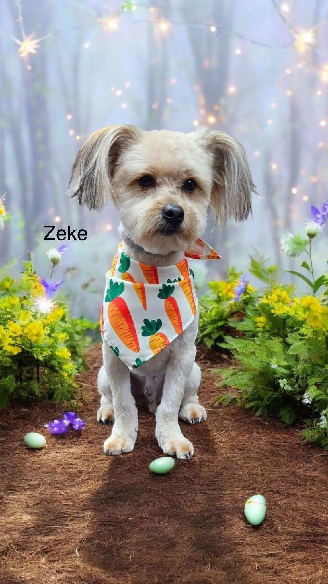 Enlarge Zeke, a Adopted Shih Tzu in Colorado Springs, CO image 2/2