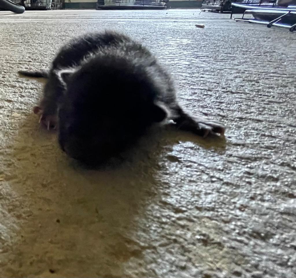 Z kitten 2, Adoptable, Kitten Male Domestic Short Hair.