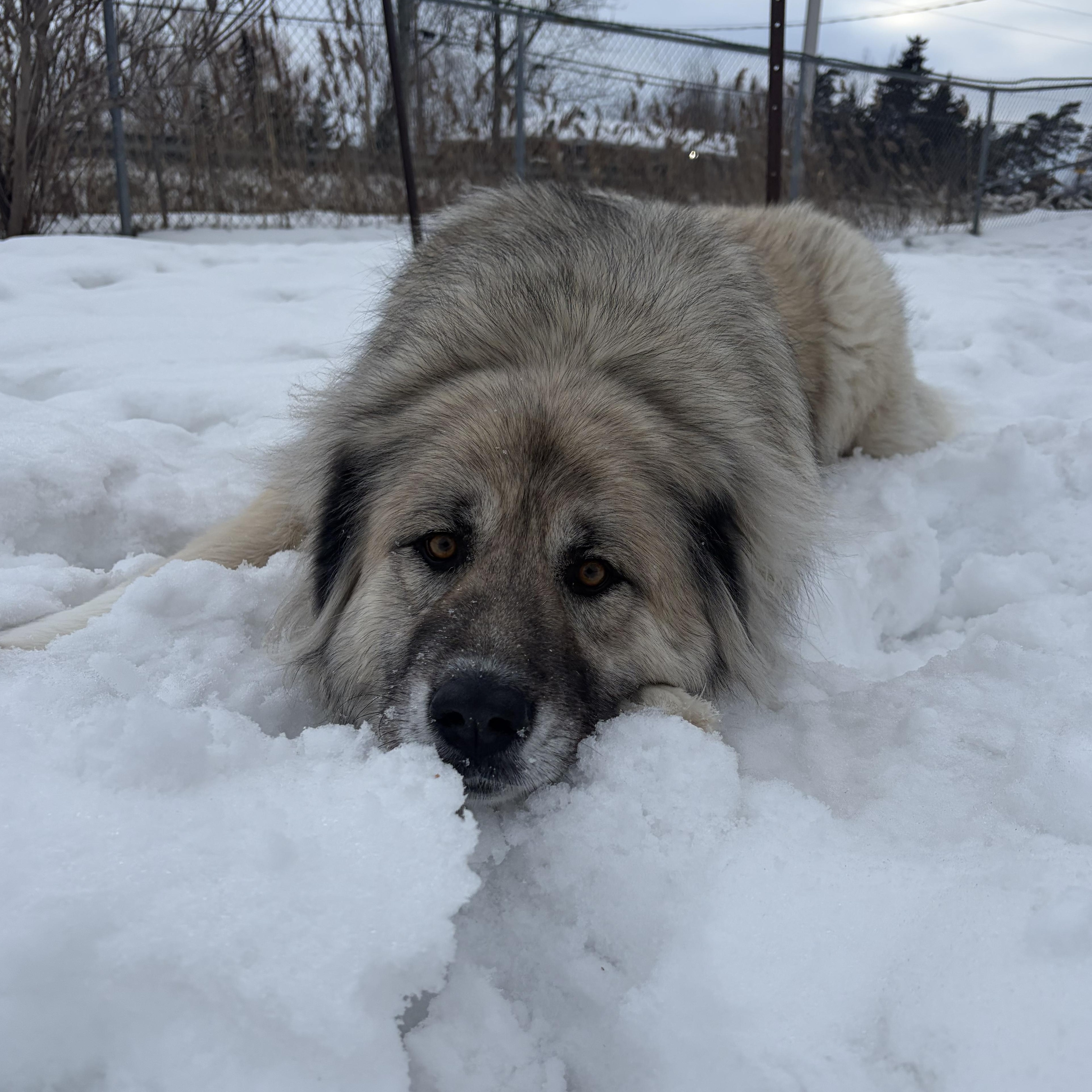 Enlarge Athena, a Adoptable Caucasian Sheepdog / Caucasian Ovtcharka in Caledon, ON image 2/6