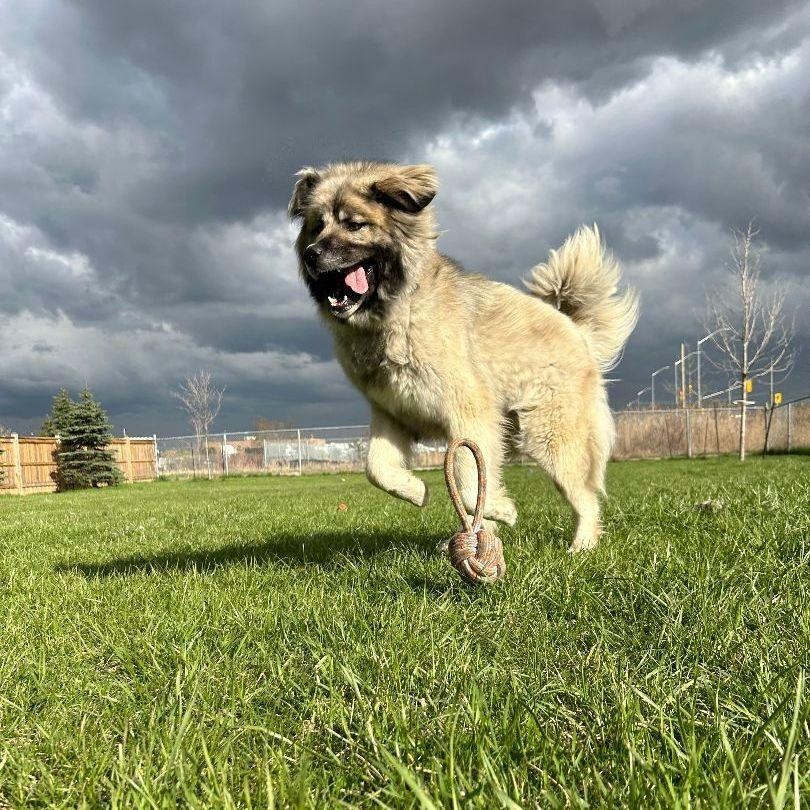 Enlarge Athena, a Adoptable Caucasian Sheepdog / Caucasian Ovtcharka in Caledon, ON image 4/6