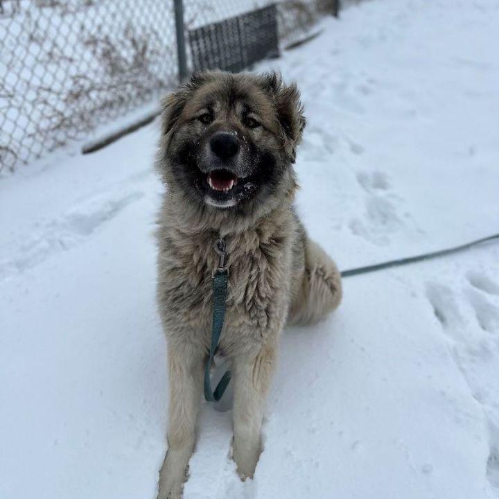 Enlarge Athena, a Adoptable Caucasian Sheepdog / Caucasian Ovtcharka in Caledon, ON image 3/6