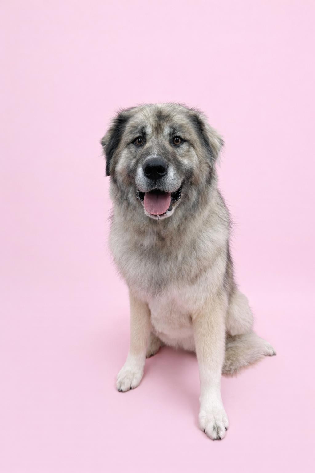 Athena, an adoption pending Caucasian Sheepdog / Caucasian Ovtcharka in Caledon, ON image 2/6