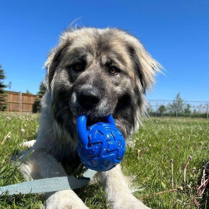 Enlarge Athena, a Adoptable Caucasian Sheepdog / Caucasian Ovtcharka in Caledon, ON image 5/6