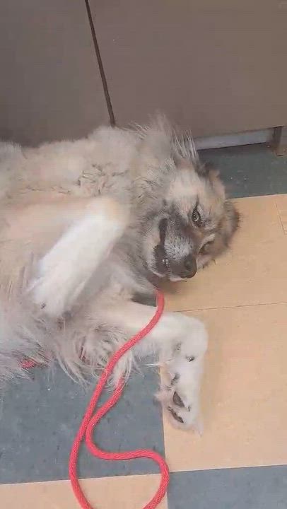 Enlarge Athena, a Adoptable Caucasian Sheepdog / Caucasian Ovtcharka in Caledon, ON video 6/6