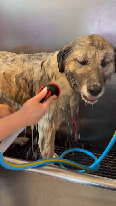 Enlarge Athena, an adoption pending Caucasian Sheepdog / Caucasian Ovtcharka in Caledon, ON video 3/6