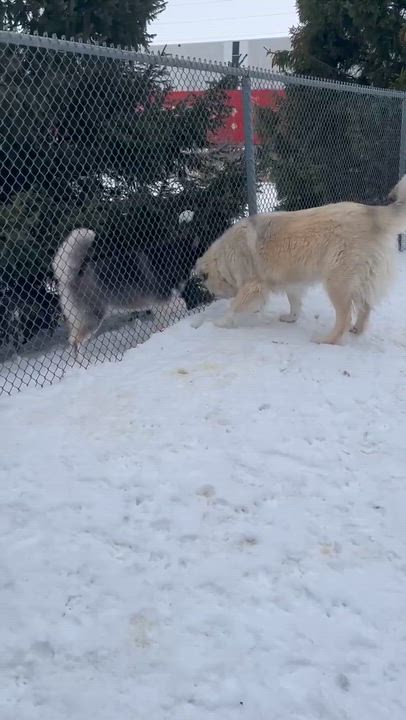 Enlarge Athena, a Adoptable Caucasian Sheepdog / Caucasian Ovtcharka in Caledon, ON video 5/6