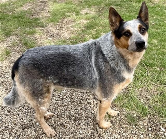 Enlarge FLUFFY, a Adoptable Australian Cattle Dog / Blue Heeler in Aurora, IL image 1/1