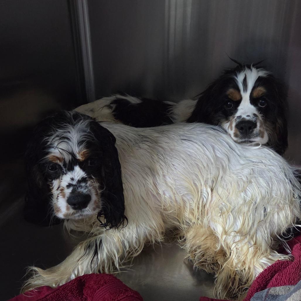 Strawberry Rhubarb, Adoptable, Young Male Cocker Spaniel.