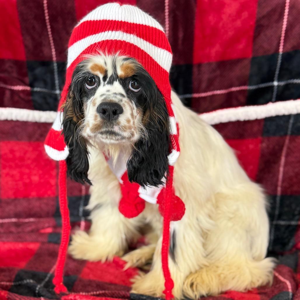 Enlarge Strawberry Rhubarb, a Adoptable Cocker Spaniel in Breese, IL image 2/2
