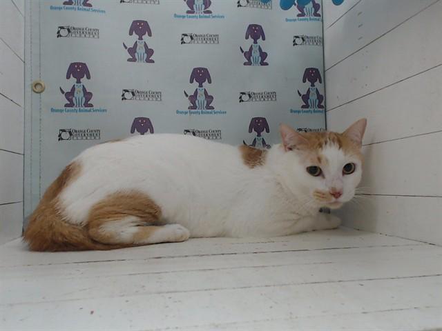 PINECONE, Adoptable, Adult Male Domestic Short Hair.