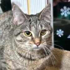 FANTASTIC FRANGELICO - BENGAL BEAUTY!, a Adoptable mixed breed in Danbury, CT image 6/6