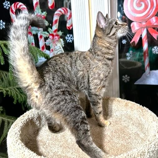 FANTASTIC FRANGELICO - BENGAL BEAUTY!, a Adoptable mixed breed in Danbury, CT image 3/6