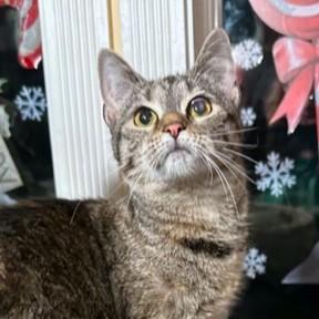 FANTASTIC FRANGELICO - BENGAL BEAUTY! — thumbnail 6