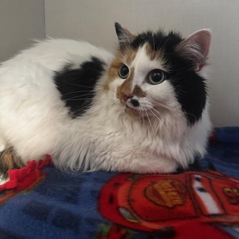 Cece, an adopted Domestic Medium Hair in Hutchinson, MN image 3/5