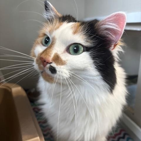 Cece, an adopted Domestic Medium Hair in Hutchinson, MN image 1/5