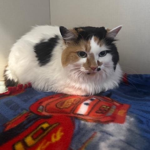 Cece, an adopted Domestic Medium Hair in Hutchinson, MN image 4/5