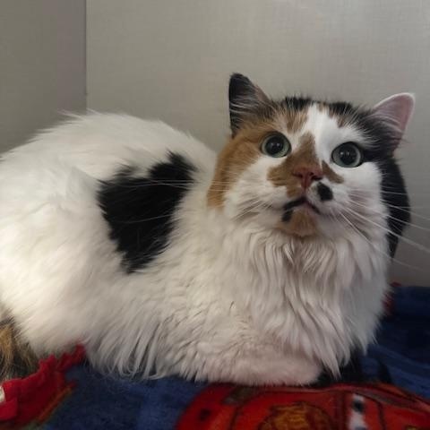 Cece, an adopted Domestic Medium Hair in Hutchinson, MN image 5/5