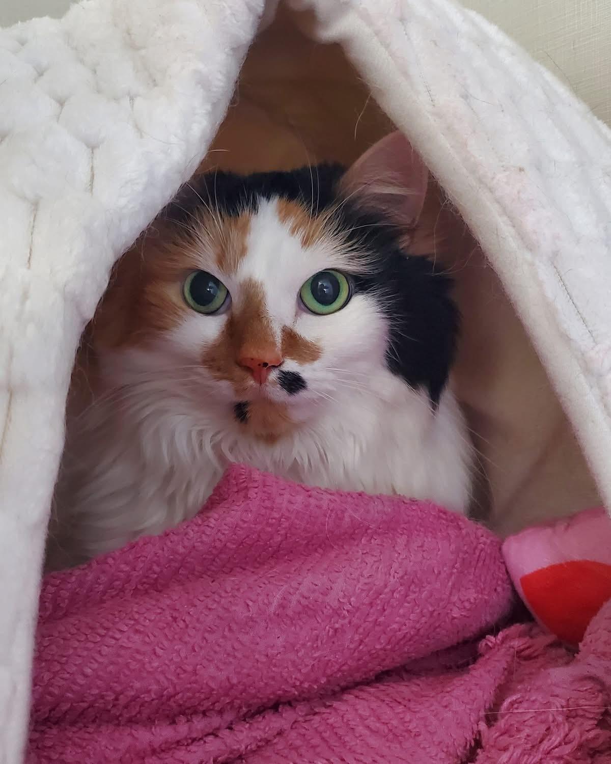 Cece, an adopted Domestic Medium Hair in Hutchinson, MN image 2/5