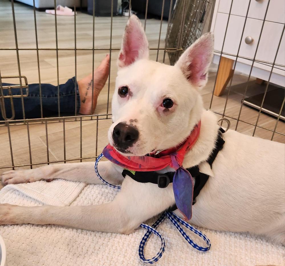 Luther, a Adoptable Mixed Breed in Saint Augustine, FL image 1/5