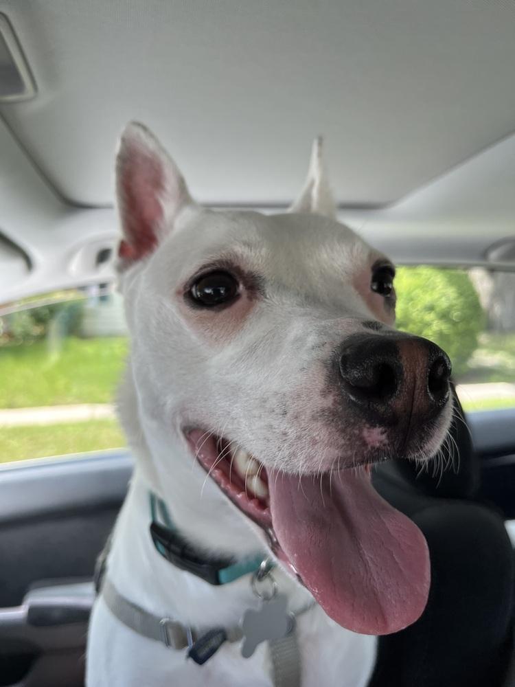 Luther, a Adoptable Mixed Breed in Saint Augustine, FL image 3/5