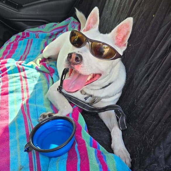 Louie, Adoptable, Young Male Mixed Breed.
