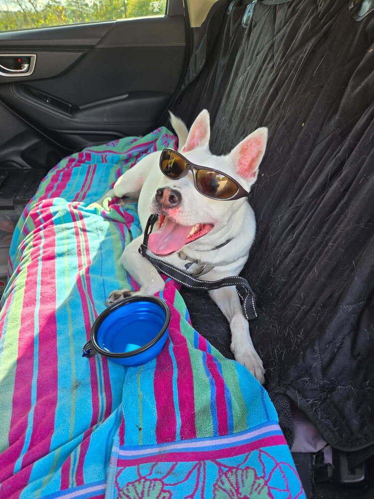 Luther, a Adoptable Mixed Breed in Saint Augustine, FL image 4/5