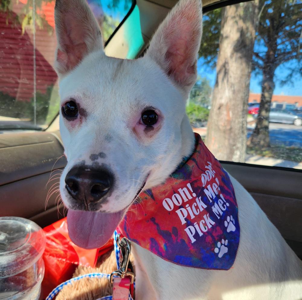 Luther, a Adoptable Mixed Breed in Saint Augustine, FL image 5/5