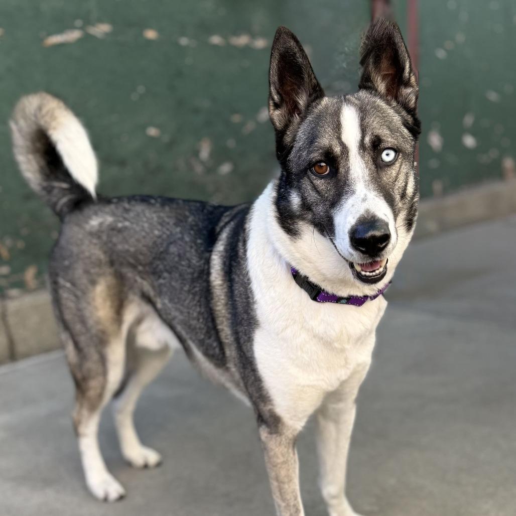 Enlarge Maverick, a Adoptable mixed breed in San Francisco, CA image 1/6