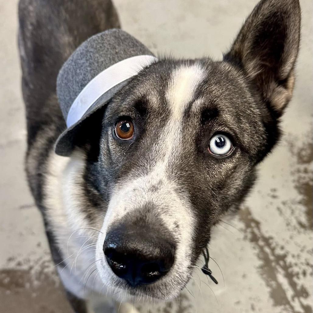 Enlarge Maverick, a Adoptable mixed breed in San Francisco, CA image 2/6
