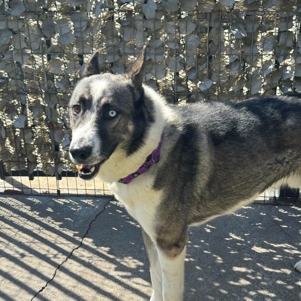 Enlarge Maverick, a Adoptable mixed breed in San Francisco, CA image 3/6