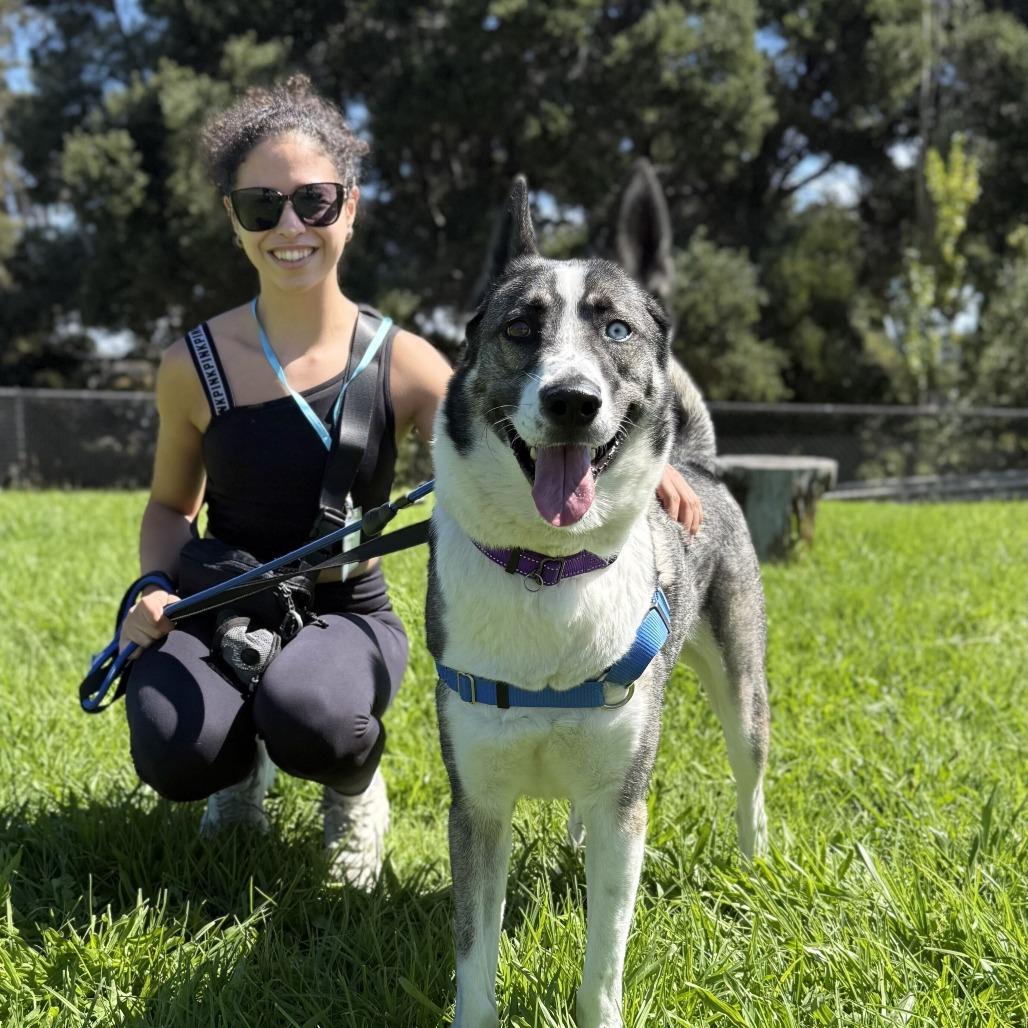 Enlarge Maverick, a Adoptable mixed breed in San Francisco, CA image 4/6