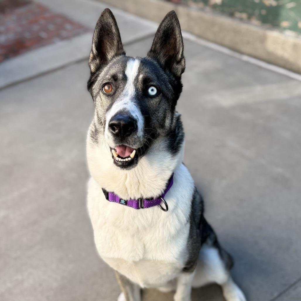 Enlarge Maverick, a Adoptable mixed breed in San Francisco, CA image 5/6
