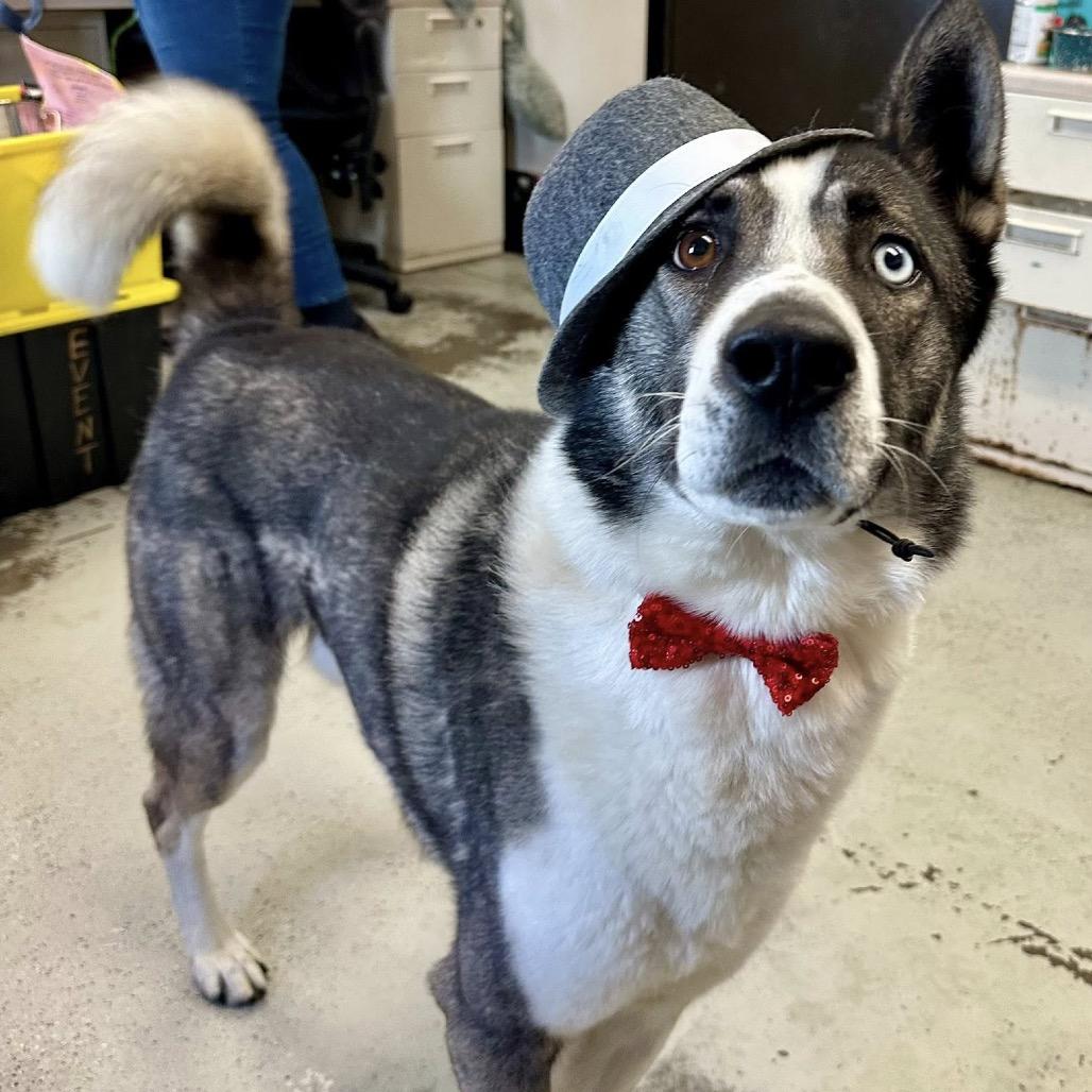 Enlarge Maverick, a Adoptable mixed breed in San Francisco, CA image 6/6
