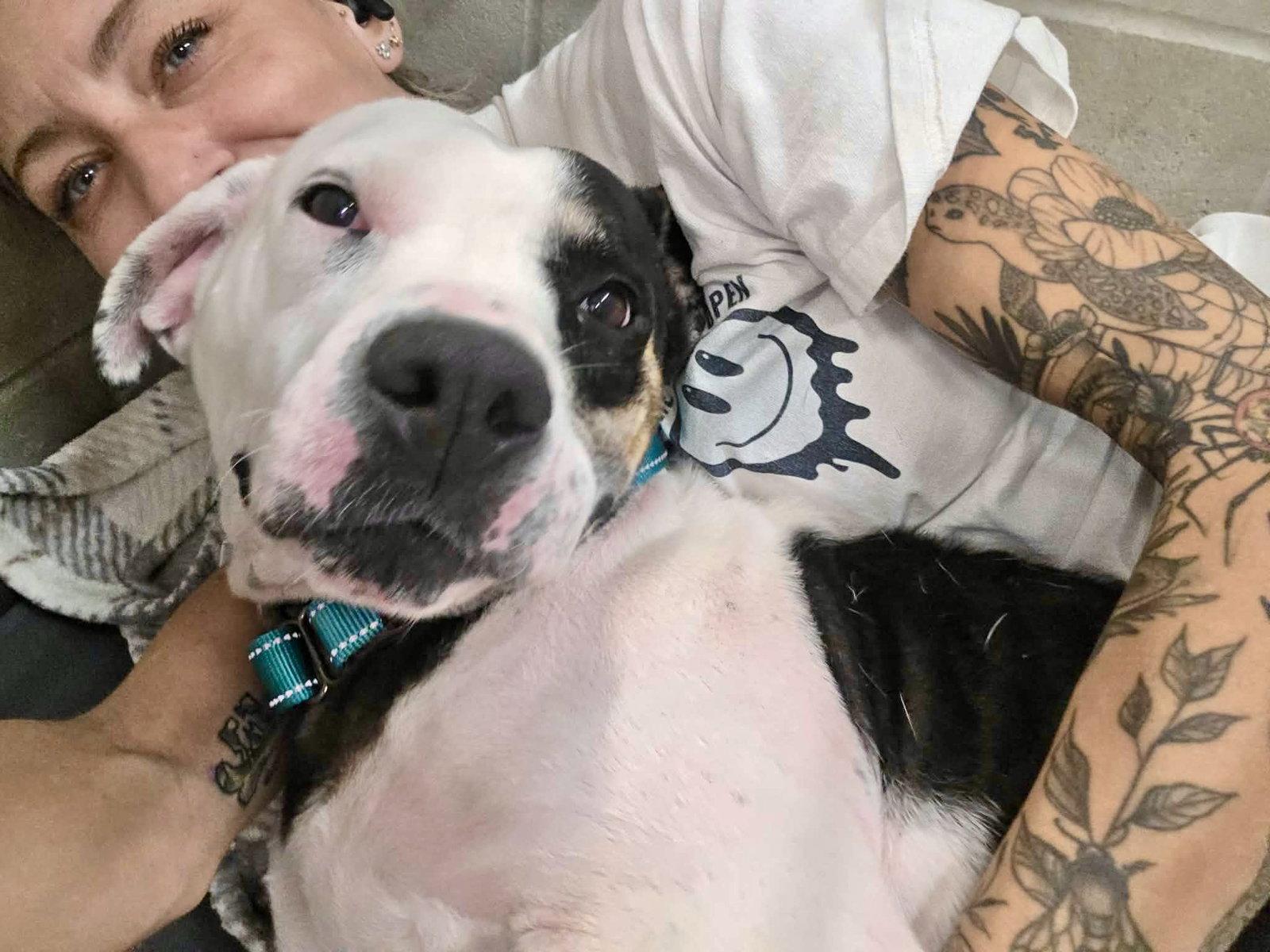 Enlarge Bessie, a Adopted Pit Bull Terrier in Detroit Lakes, MN image 1/3