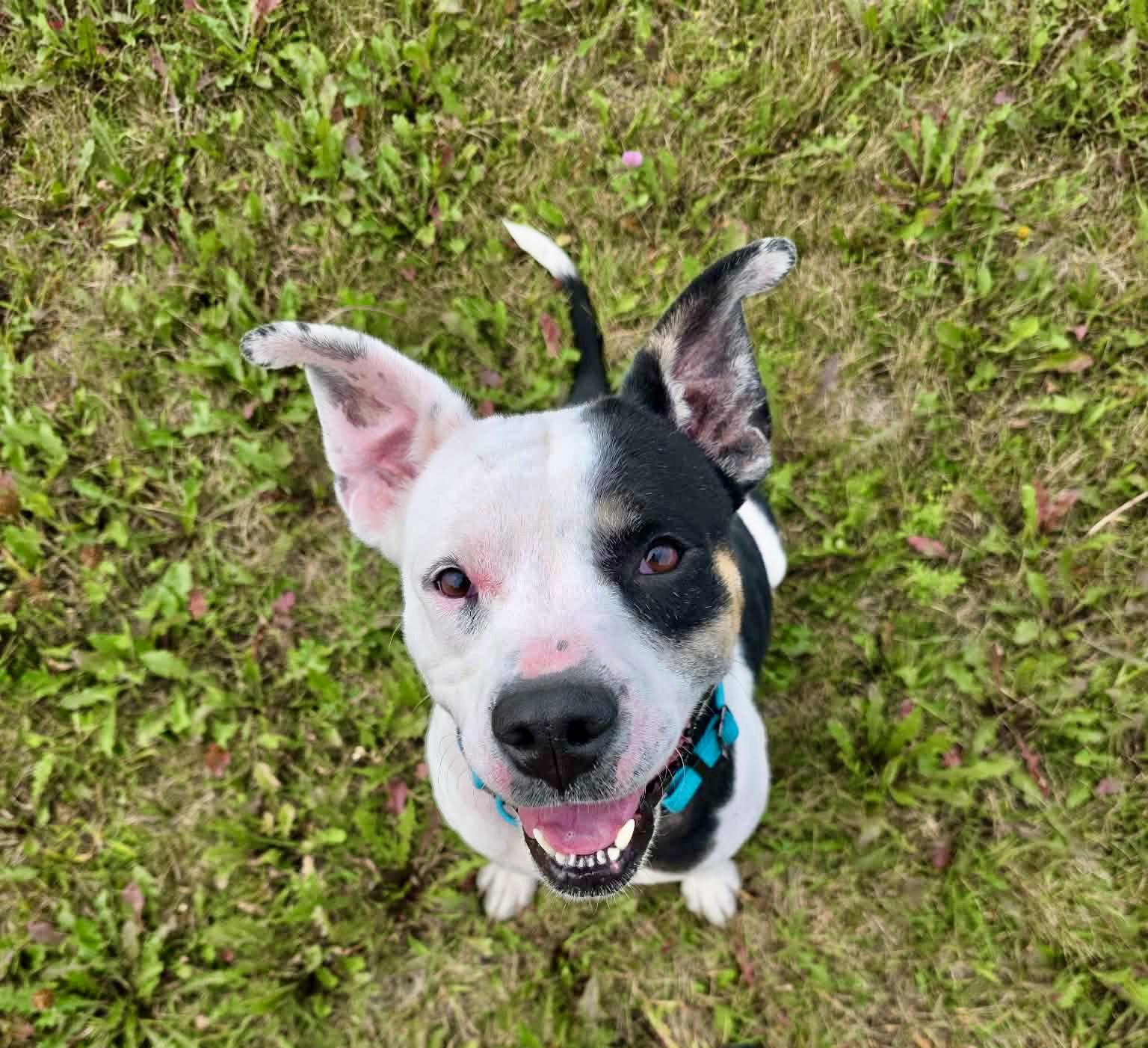Enlarge Bessie, a Adopted Pit Bull Terrier in Detroit Lakes, MN image 2/3