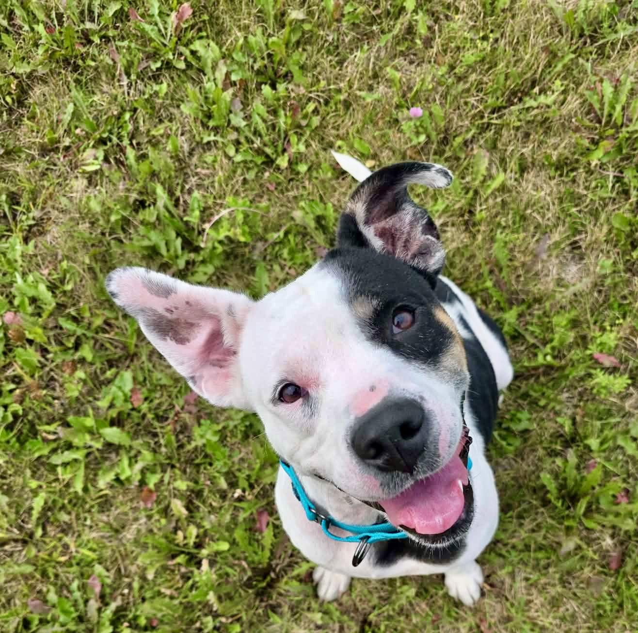 Enlarge Bessie, a Adopted Pit Bull Terrier in Detroit Lakes, MN image 3/3