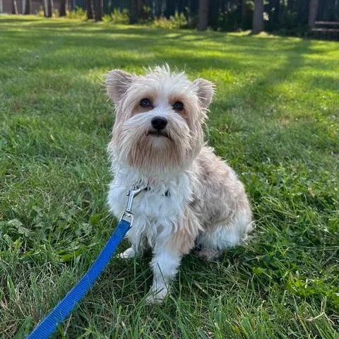 Jimmy- Meet me on 10/31, Adoptable, Adult Male Yorkie Poo.