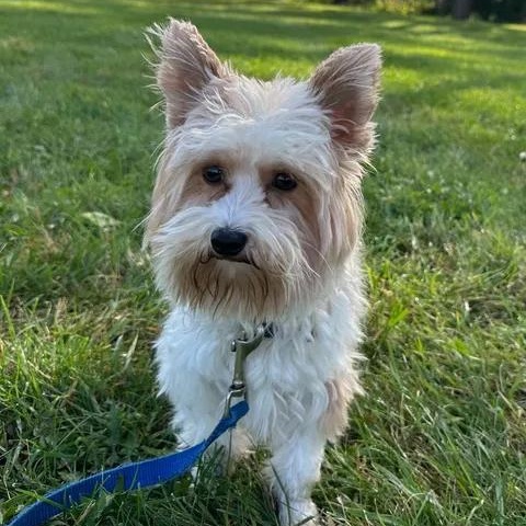 Enlarge Jimmy- Meet me on 10/31, a Adoptable Yorkie Poo in Hartland, WI image 2/6