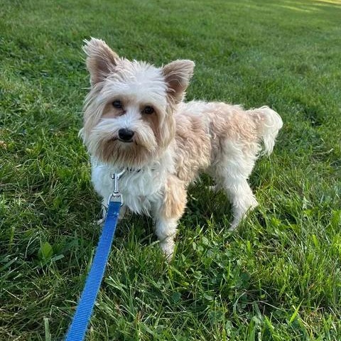 Enlarge Jimmy- Meet me on 10/31, a Adoptable Yorkie Poo in Hartland, WI image 3/6