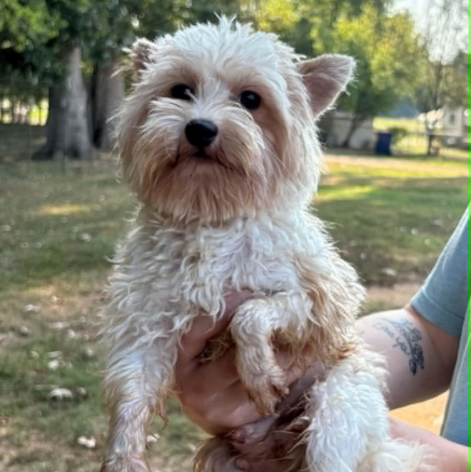 Enlarge Jimmy- Foster Home Needed, a Adoptable Yorkie Poo in Hartland, WI image 2/2